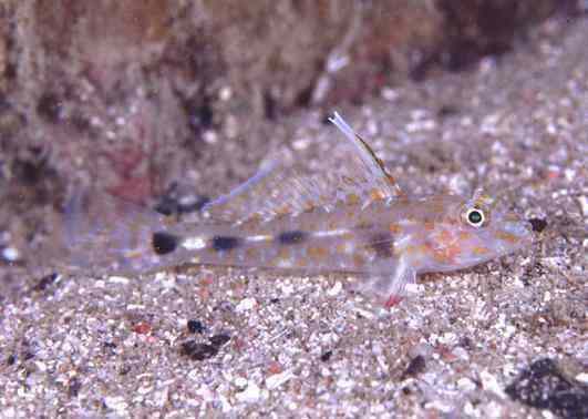 ���ûݶ�ʾ�