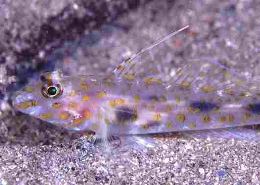 ���ûݶ�ʾ�