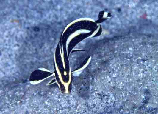 �ڸ�ۺ����޲