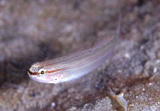 ����ƻ׻ʾ�