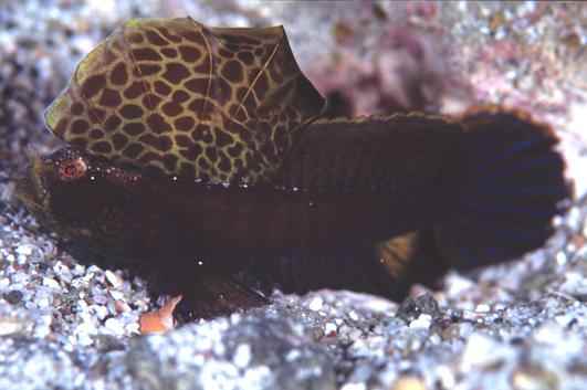 �����ʾ�