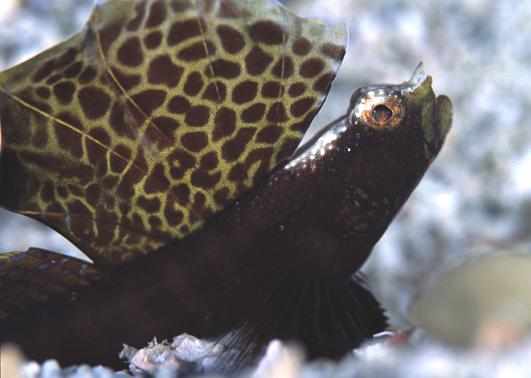 �����ʾ�