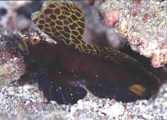 �����ʾ�