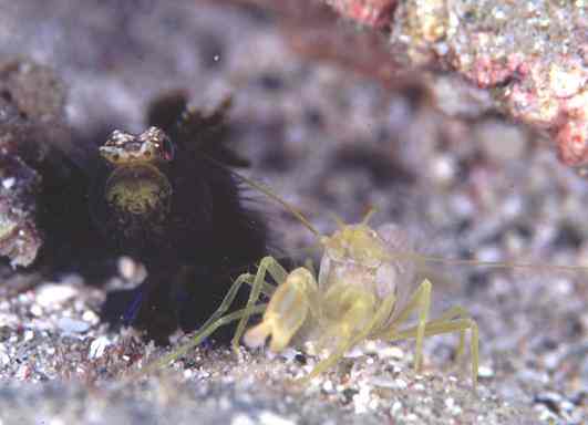 �����ʾ�