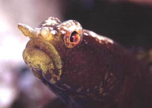 �����ʾ�