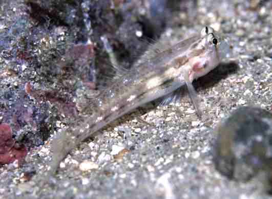 ���޼����ʾ�