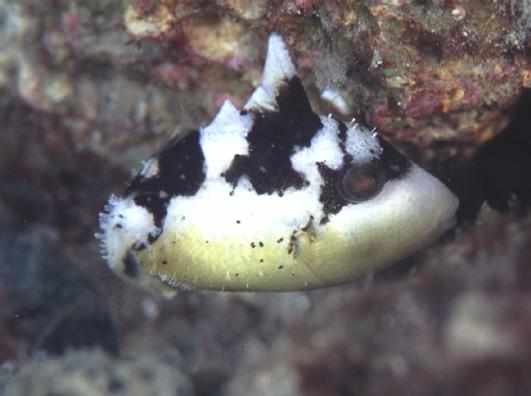 ����ݶ��