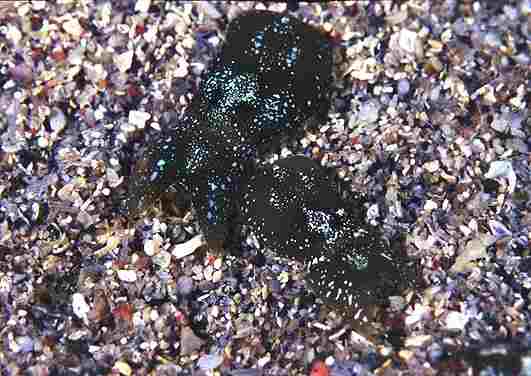 �����޲ sp