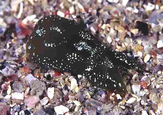 �����޲ sp