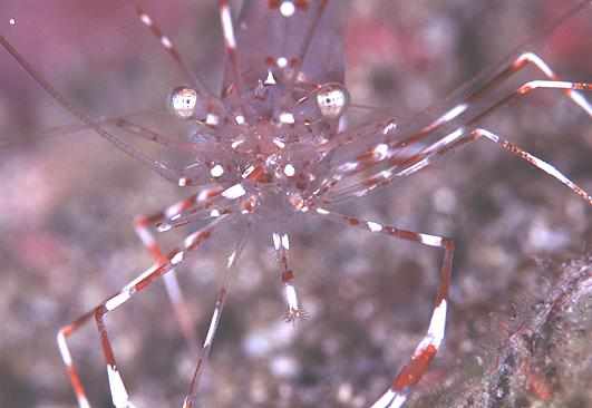 �ر�ذŰ������