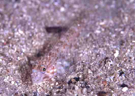 ���׶���ʾ�