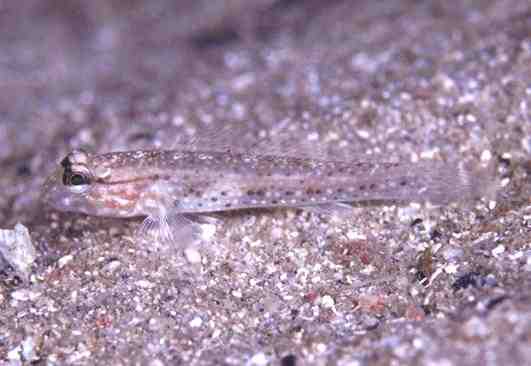 ���׶���ʾ�