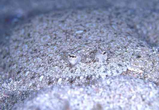 �����϶�ڲ