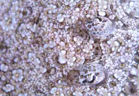 �����϶�ڲ