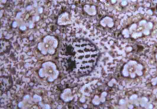 �����϶�ڲ