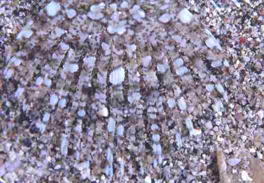 �����϶�ڲ