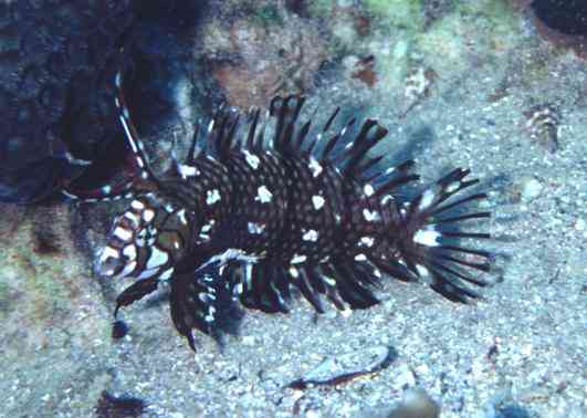 ����ݽ��޷