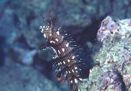 ����ݽ��߷