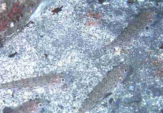 ���ʾ� ��