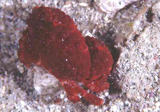 ����޵��޶��