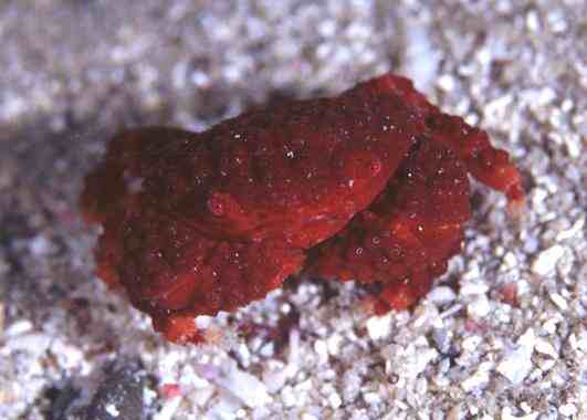 ����޵��޶��