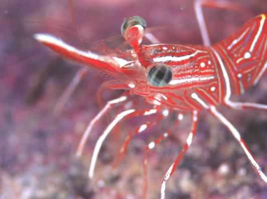 ��޸�׻���