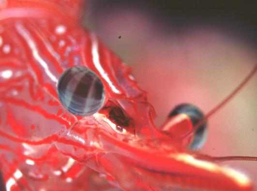 ��޸�׻���