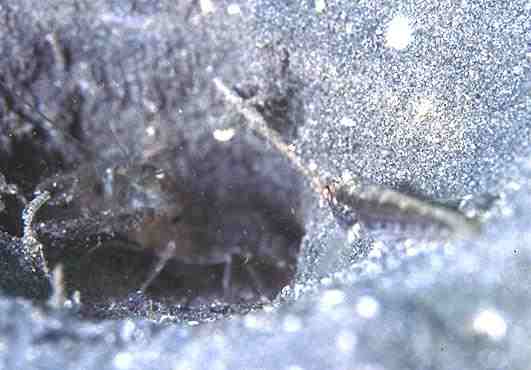 ���ʾ�+ï�߳���