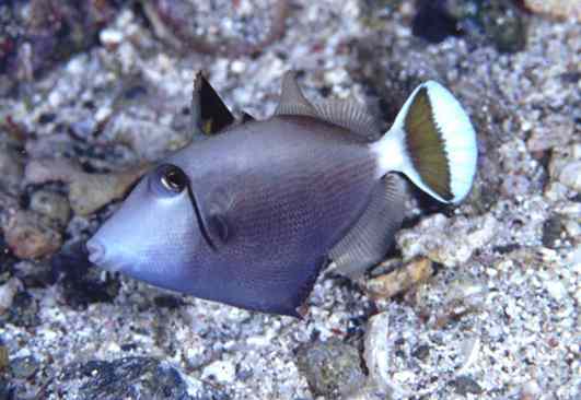 �ϼ���ݶ��