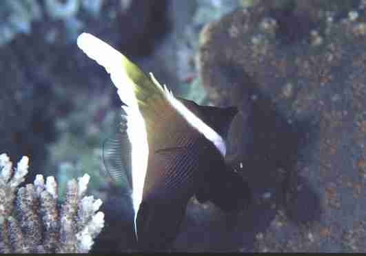 �������޲