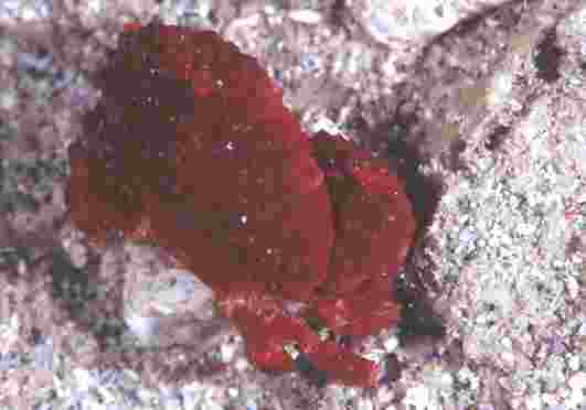 ����޵��޶��