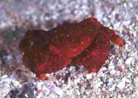 ����޵��޶��