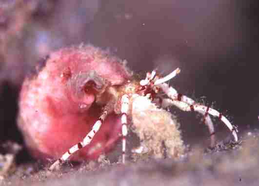 �ݺ���޶�SP