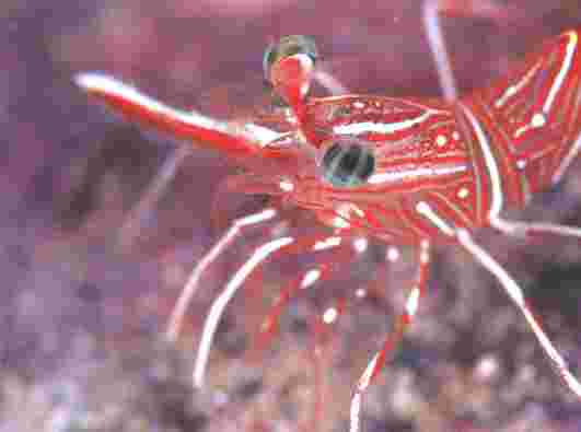 ��޸�׻���