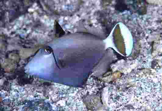 �ϼ���ݶ��