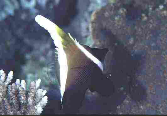 �������޲