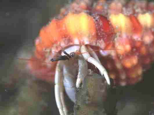 ���ۻݺ���޶�