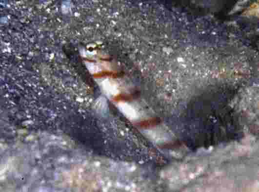 ��Ϸ���ʾ�