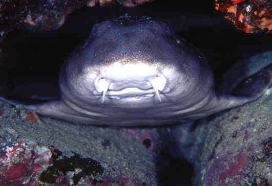 TSgU