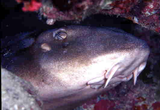 TSgU