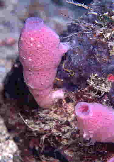 JC1