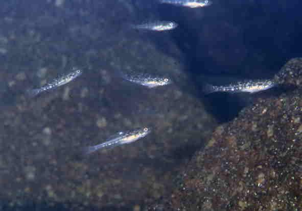 �r�����S