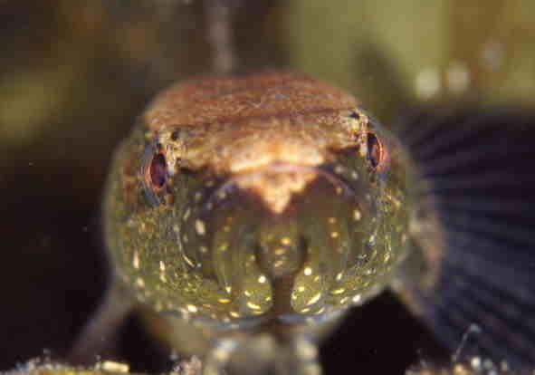 �J���A�i�S