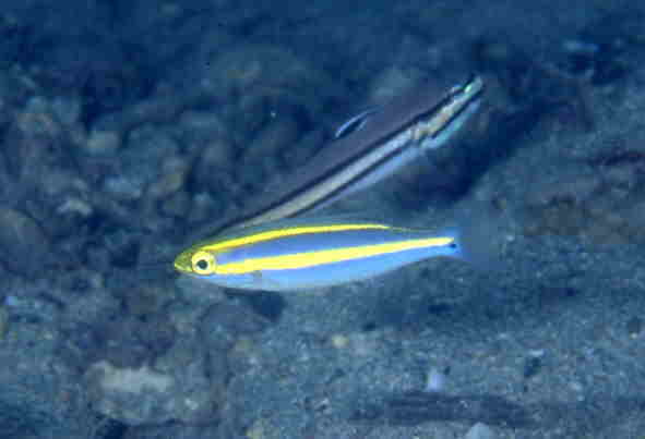 LclEÏ