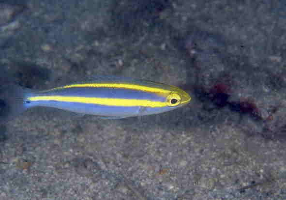 LclEÏ