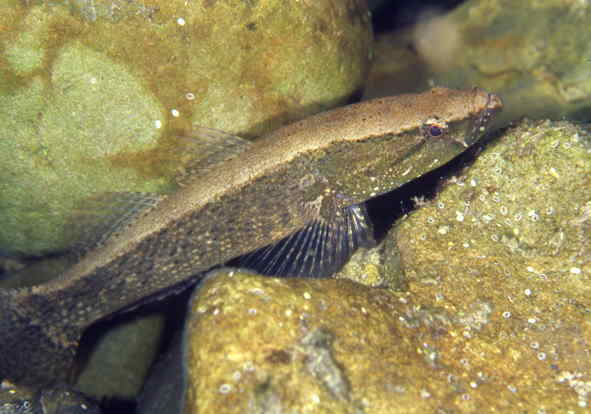 �J���A�i�S