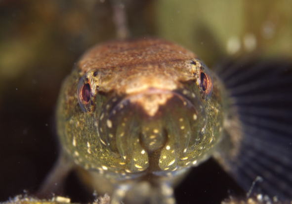 �J���A�i�S