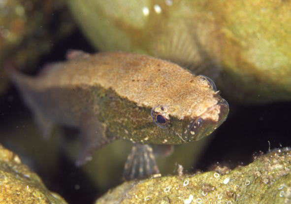 �J���A�i�S