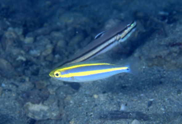 LclEÏ