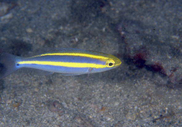 LclEÏ